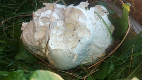 giant puffball