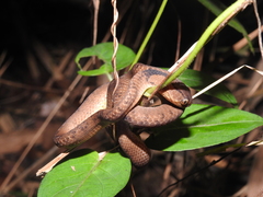 Pareas carinatus