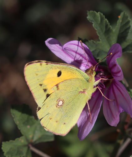 Clouded Yellow