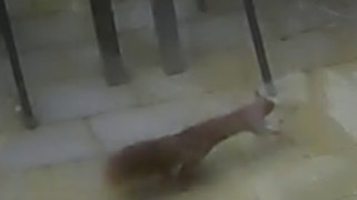 Eurasian Red Squirrel