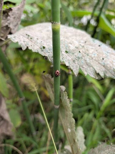 Spotted Pink Lady Beetle