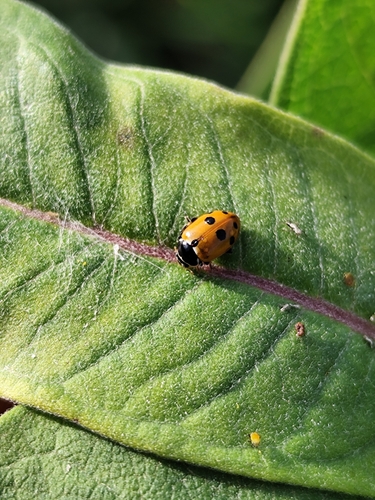 Variegated Lady Beetle