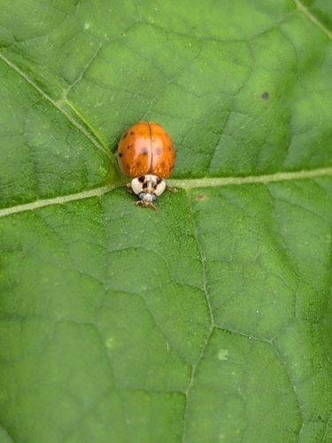 Asian Lady Beetle