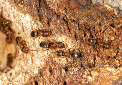 Lasius brunneus