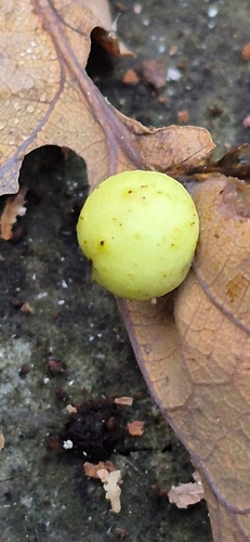 Cherry Gall Wasp