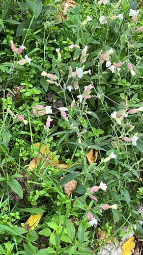 Наблюдение на iNaturalist