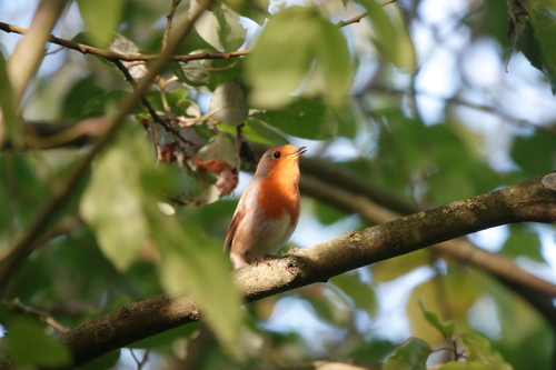 European Robin