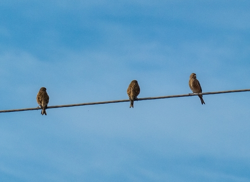 Eurasian Linnet