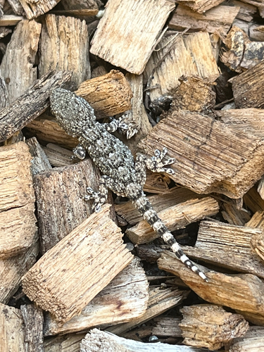 Moorish Gecko