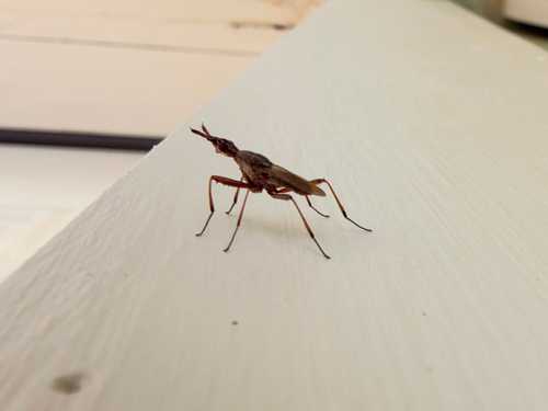 Longhorn Cactus Fly