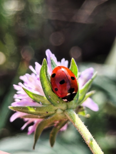 Seven-spotted Lady Beetle