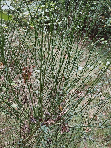 Scotch Broom
