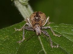 Naupactus versatilis