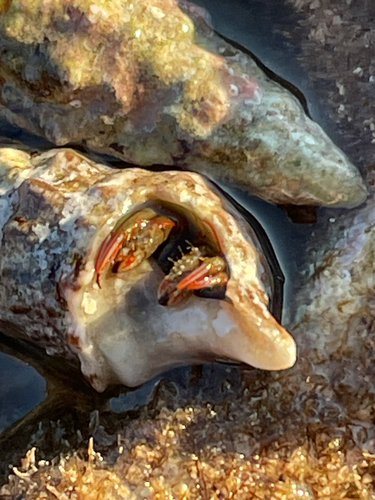 Saint Piran's Hermit Crab