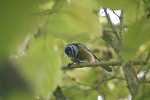 Eurasian Blue Tit