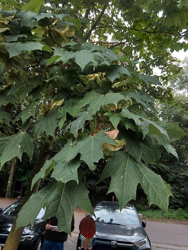 Norway maple