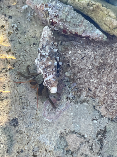 Saint Piran's Hermit Crab