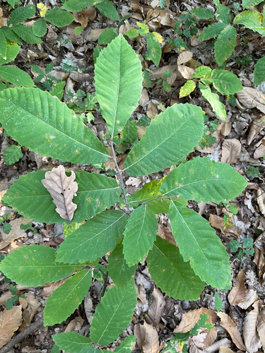 Sweet Chestnut