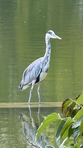 Grey Heron