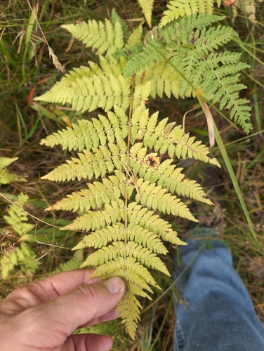 spinulose wood fern