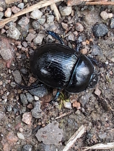 Woodland Dor Beetle