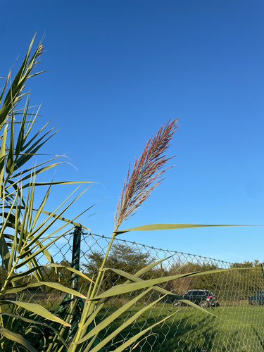 giant reed
