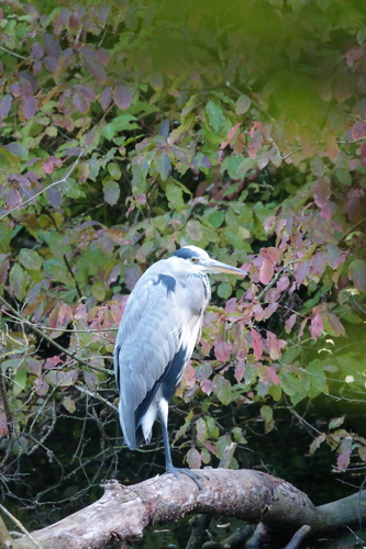 Grey Heron