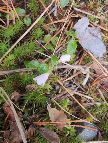 Twinflower