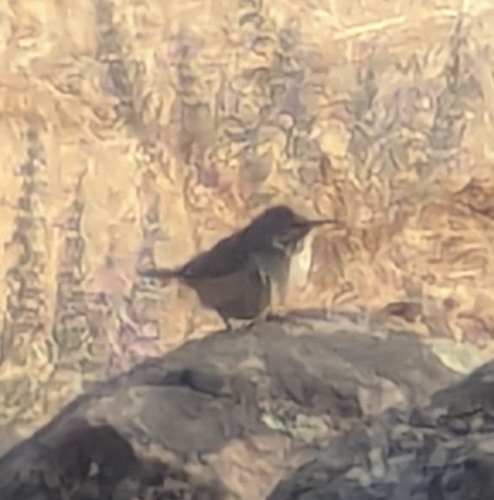 Rock Wren