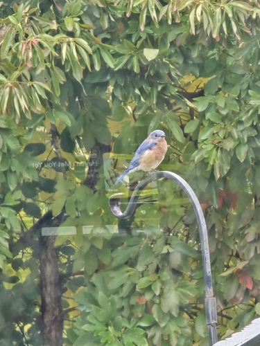 Eastern Bluebird