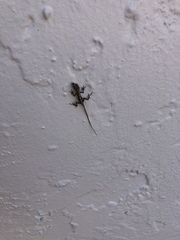 Anolis sagrei