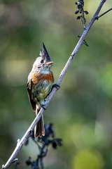 Xenotriccus callizonus