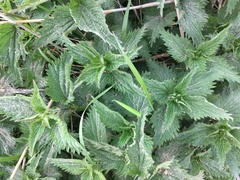 Urtica dioica dioica