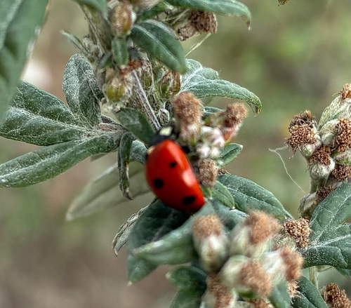 Seven-spotted Lady Beetle
