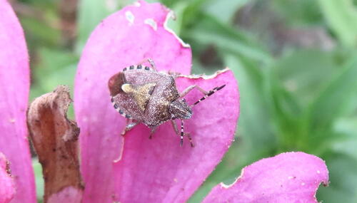 Sloe Bug