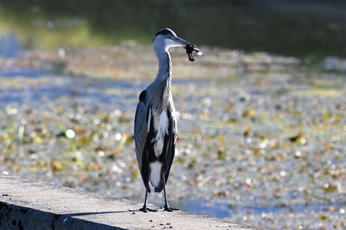 Grey Heron