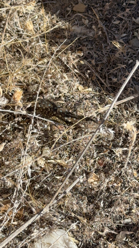 Common Side-blotched Lizard