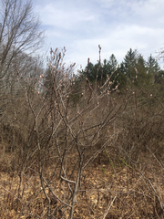 Amelanchier nantucketensis
