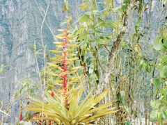 Tillandsia fendleri