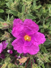 Cistus