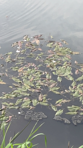 Longleaf Pondweed