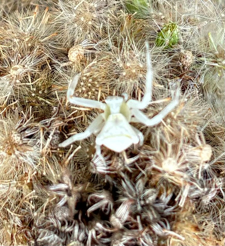 Heather crab spider
