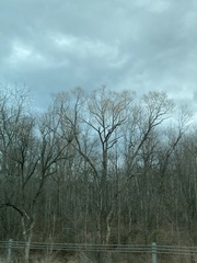 Populus deltoides deltoides