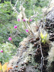 Epidendrum gastropodium