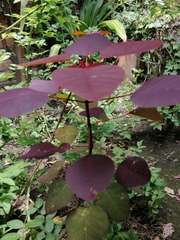 Euphorbia cotinifolia