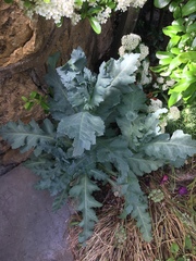 Papaver somniferum