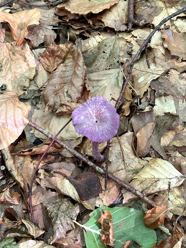 Amethyst Deceiver