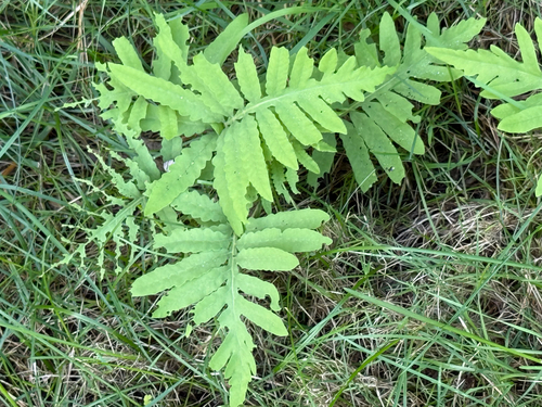 sensitive fern
