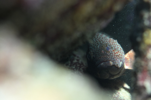 Epinephelus trimaculatus observed 2026-09-27
