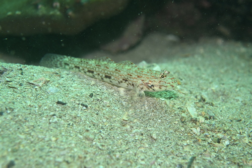 Istigobius decoratus observed 2026-09-27